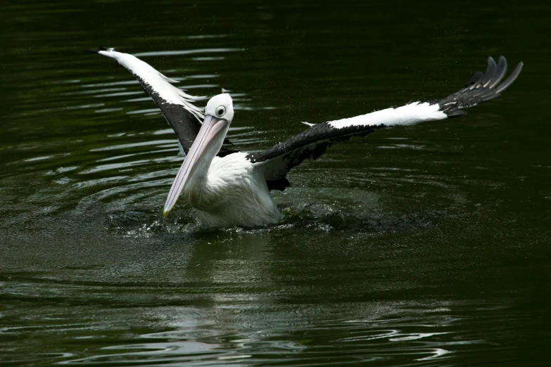 a white pelican with a large beak coming in to land