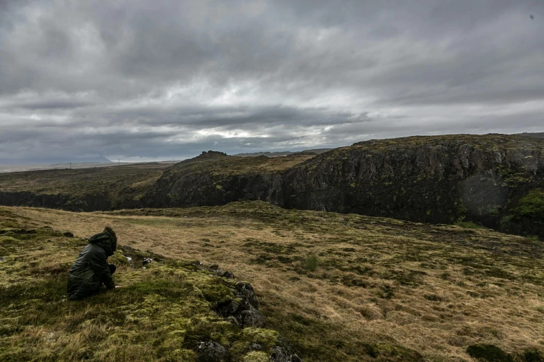 the dog sits at the edge of the field