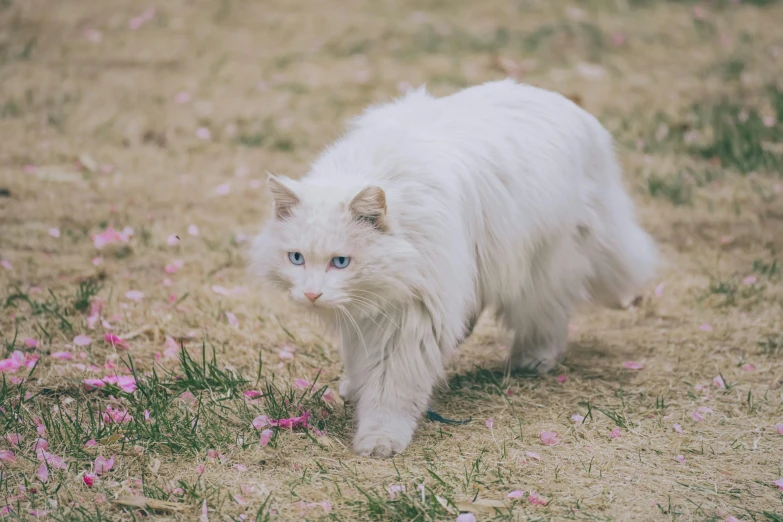 a white cat walking in a field of pink flowers