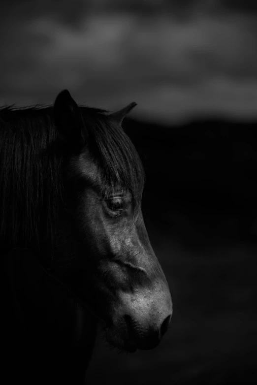 a horse is shown with a stormy sky in the background