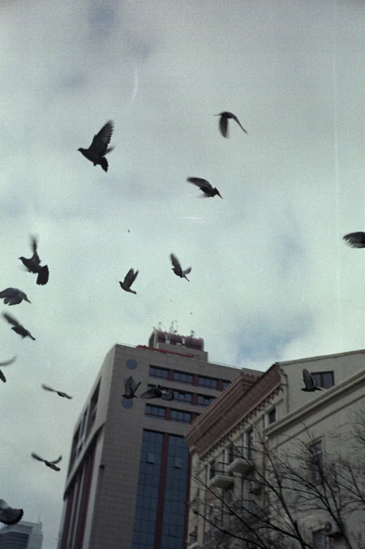 the birds are flying around in the sky