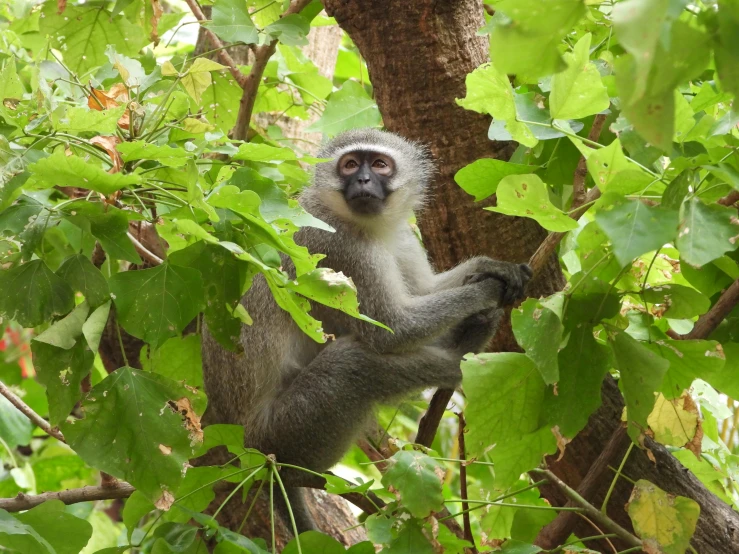 a monkey that is hanging on the tree