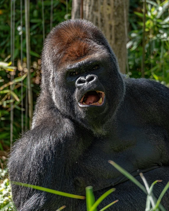 a big gorilla has its mouth open and mouth wide