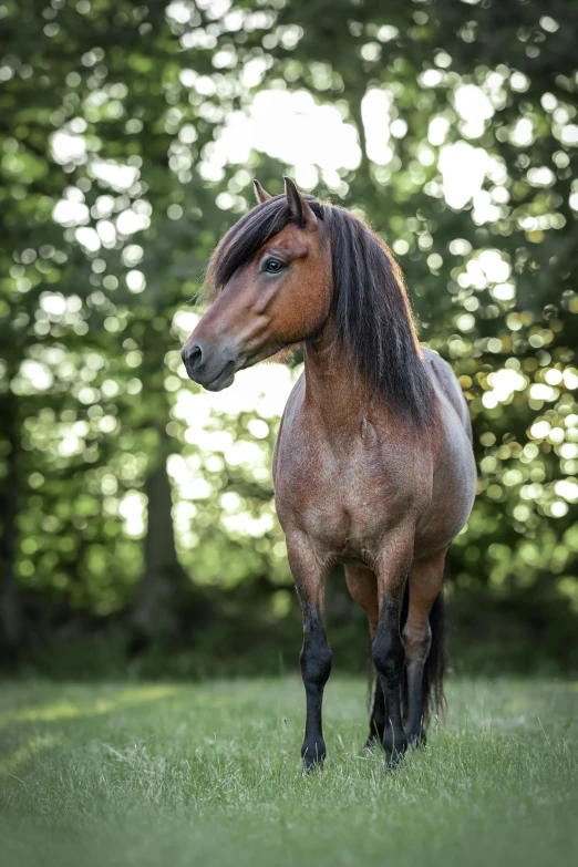 a brown and black horse standing in a field