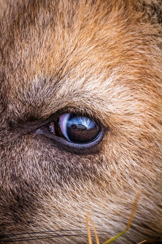 a brown bear's eye, taken from above