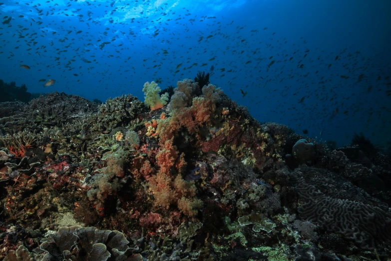 a large group of small fish floating above a coral reef