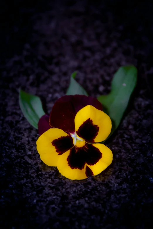 a yellow and red flower on the ground