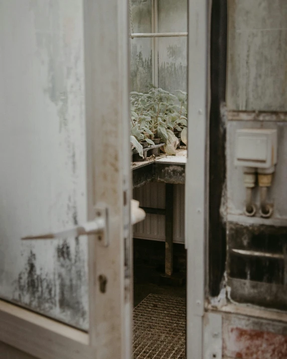 an open door to an old building with plants in it