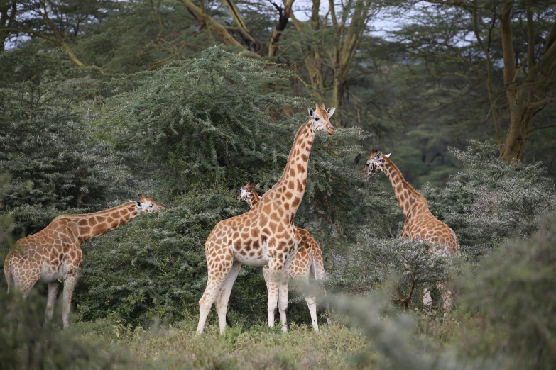 a bunch of giraffes that are standing in the grass