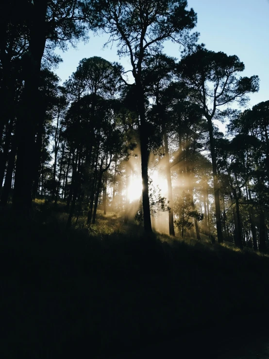 sunlight shining through the trees in the woods