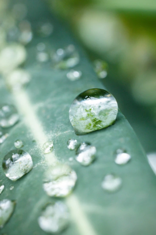 close up s of water droplets on a leaf