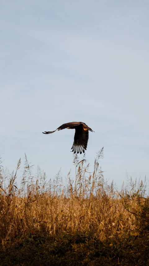an image of a bird that is flying