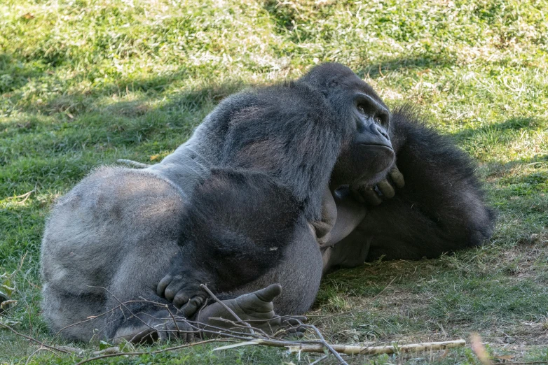 a gorilla sits in a grassy area, its head slightly covered by its paws