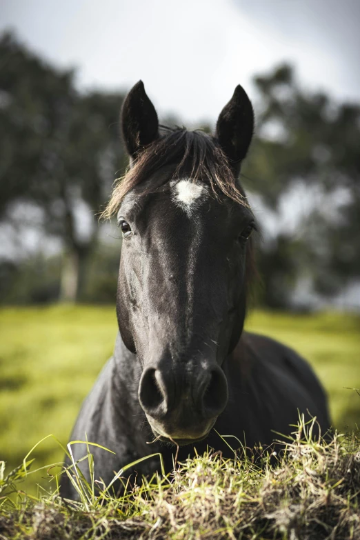 a horse staring at the camera in the pasture