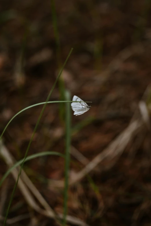 white erfly standing on the stem of a green plant