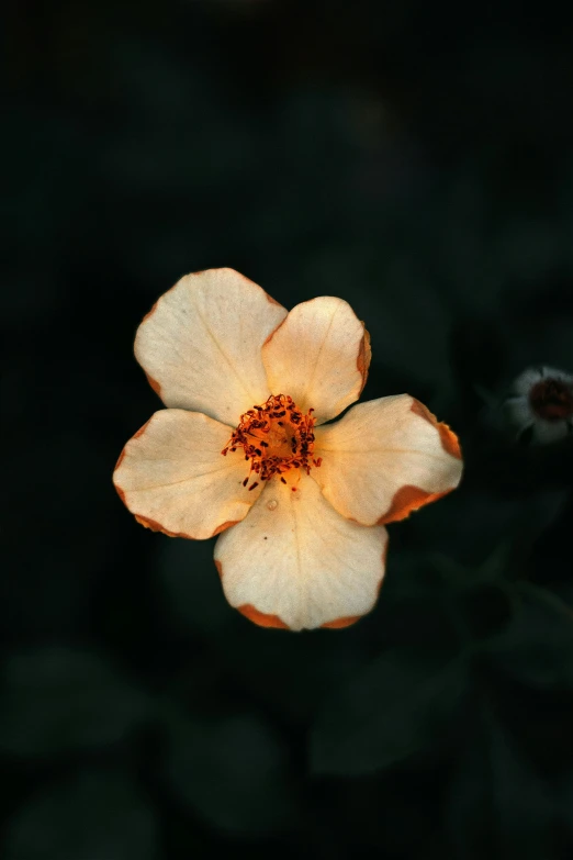 an orange and white flower with some light shining on it