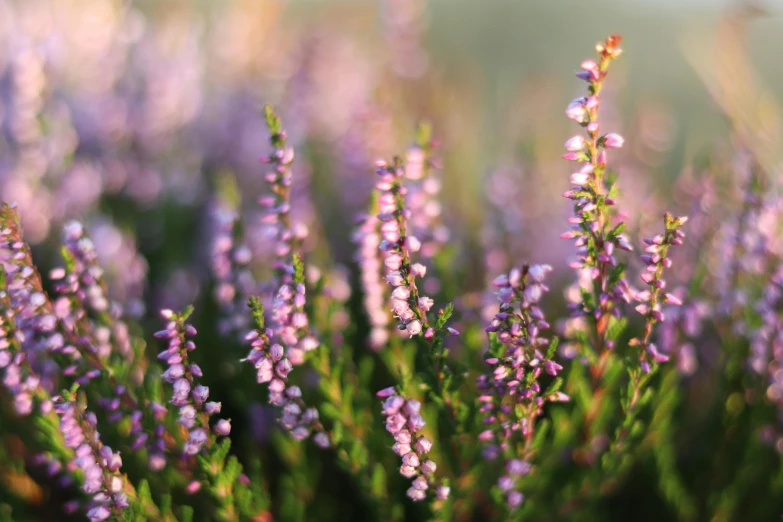 many different types of flowers in a field