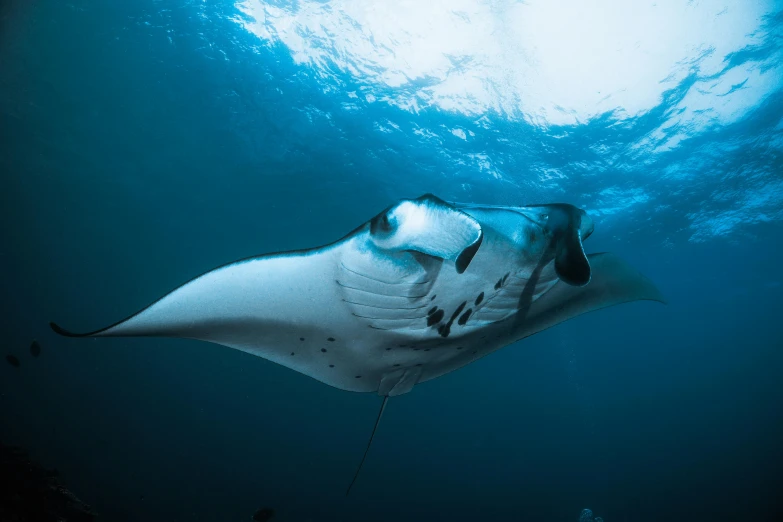 a big manta ray in the blue