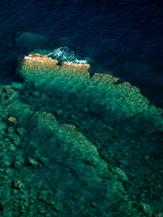 green and yellow algae on a rocky beach