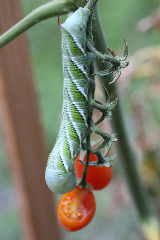 two tomatoes growing from a green stalk