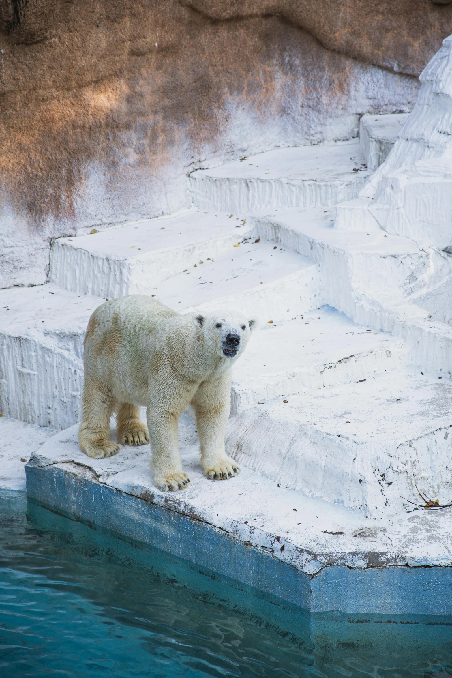 a polar bear standing on a small platform