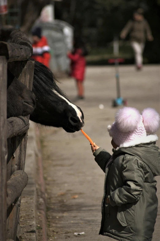 a small girl feeds an animal by hand