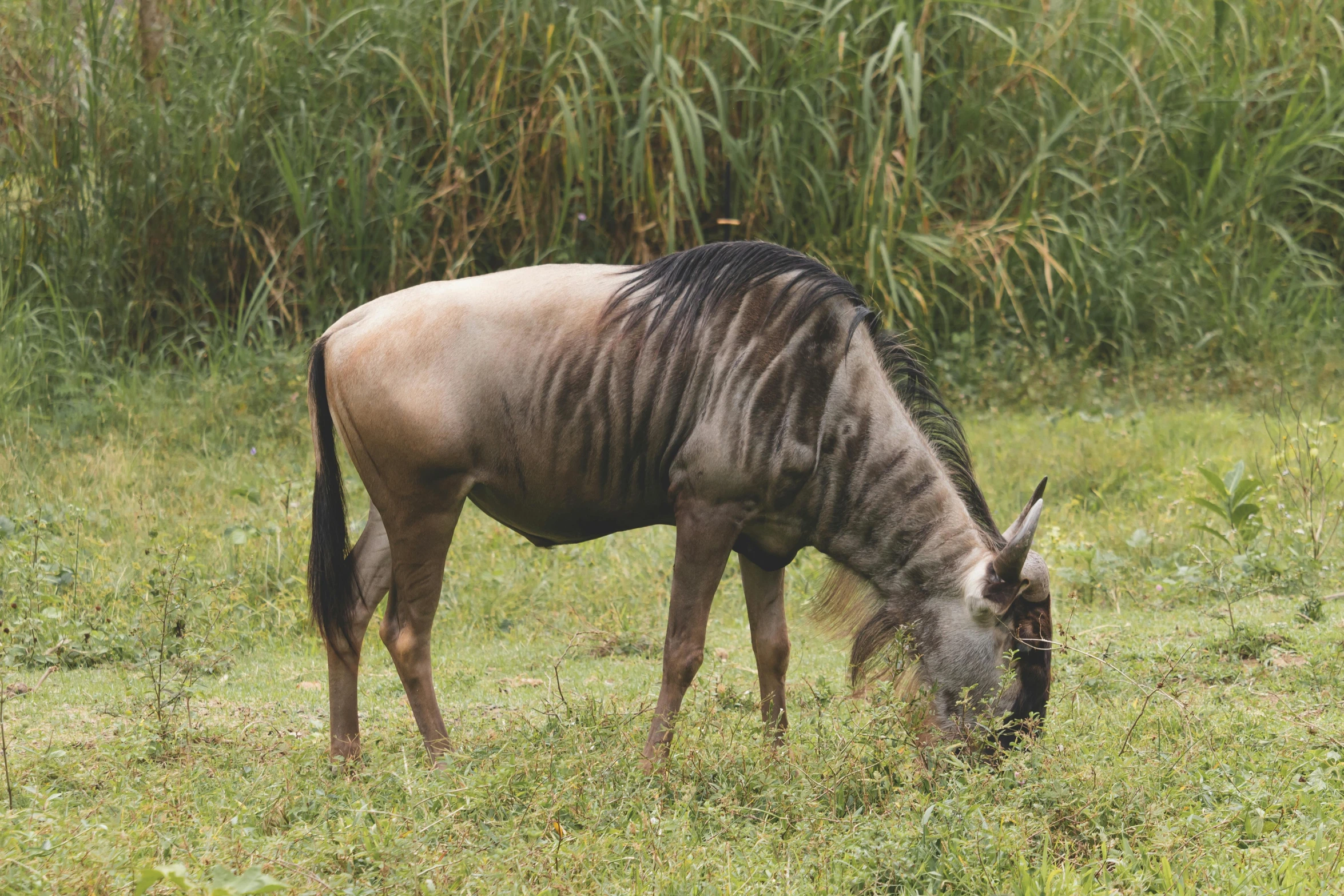 a ze with a striped coat grazing in tall grass