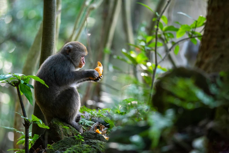 a monkey sitting on top of a tree nch eating