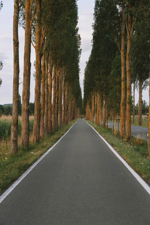 a long straight road has trees growing along the end