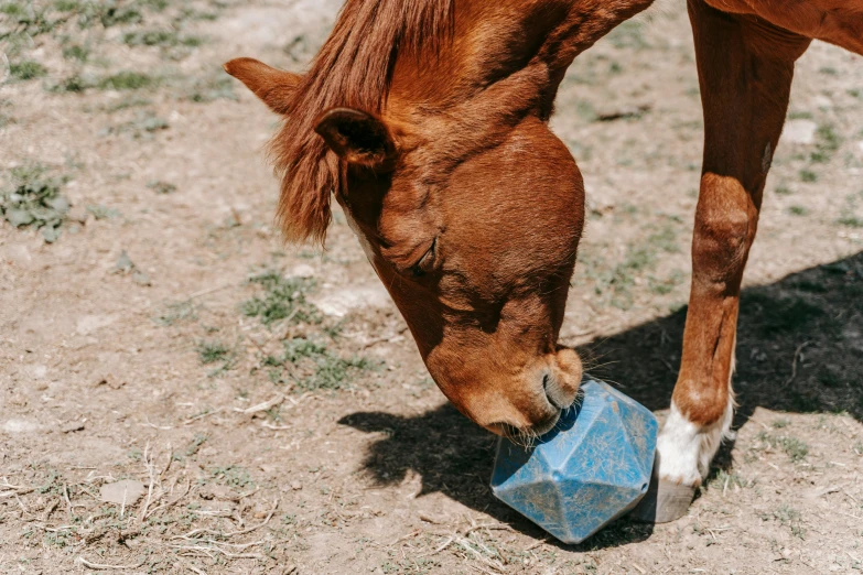 a horse eats some blue plastic bag for soing