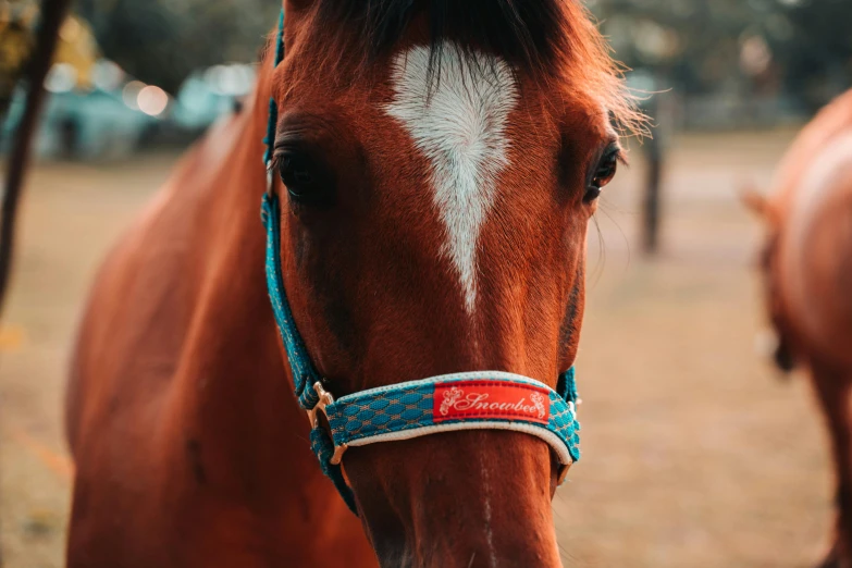 a close up of a horse that is wearing a reins