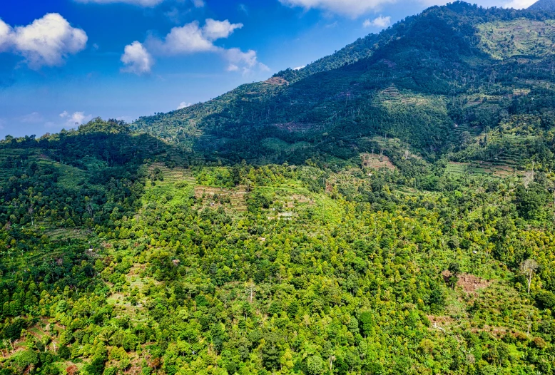 a lush green hillside with trees and mountains