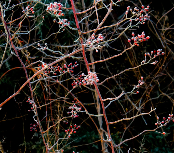 some thin nches with leaves and flowers on them