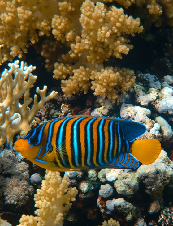 a colorful fish sits on the coral while looking around