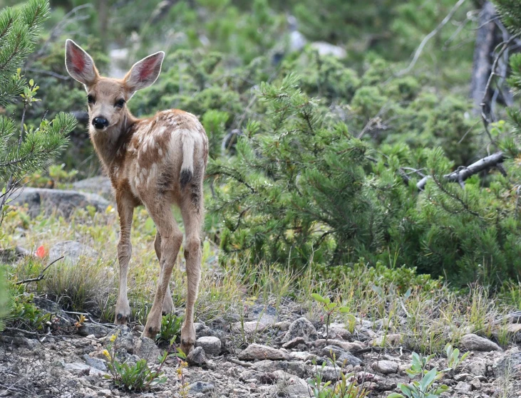 a baby deer is standing in the woods