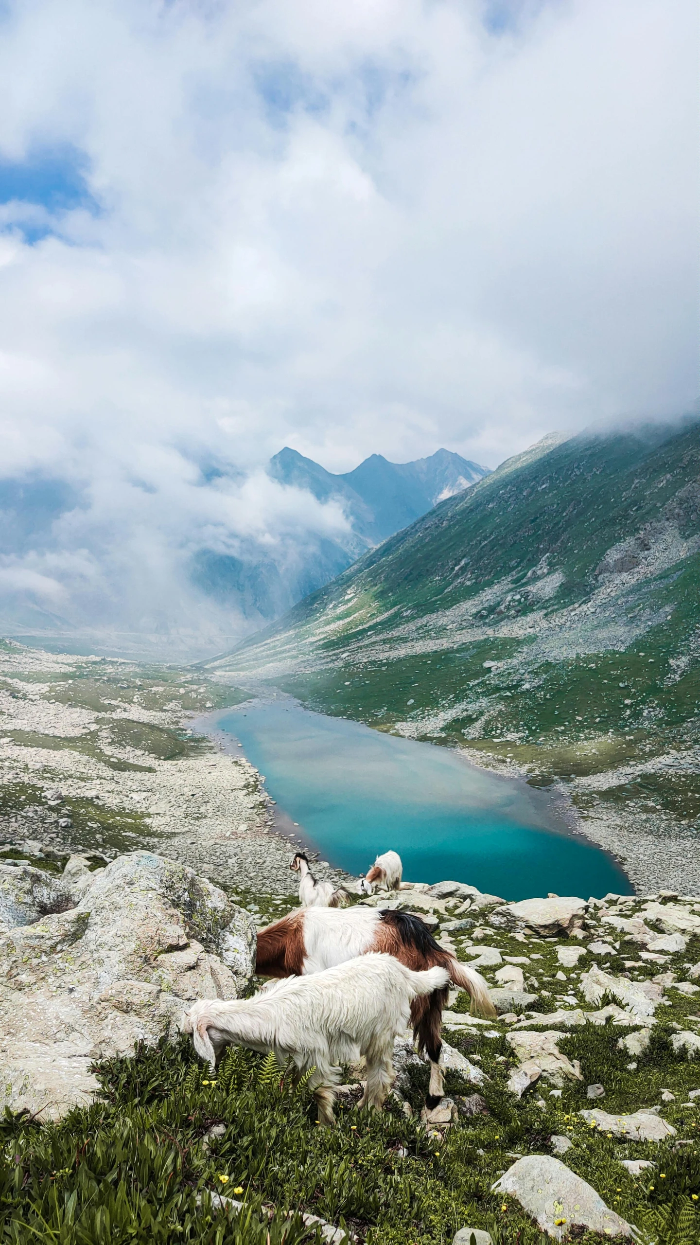 two cows stand on rocky hill above a lake