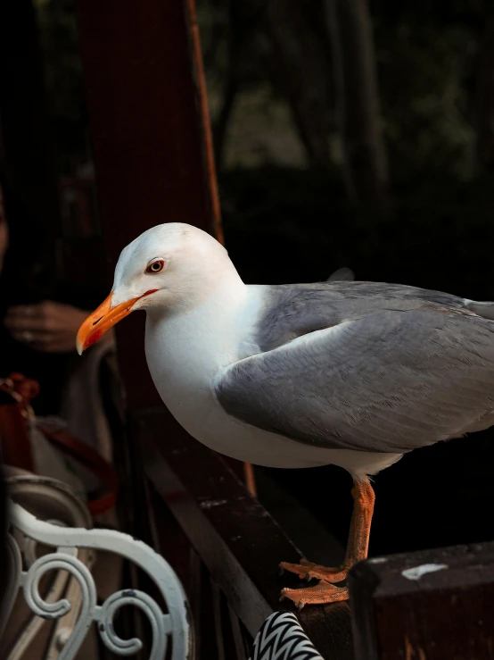 a seagull perches on a bench with its long legs and beak