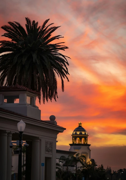 a palm tree stands in the foreground as the sun rises over buildings