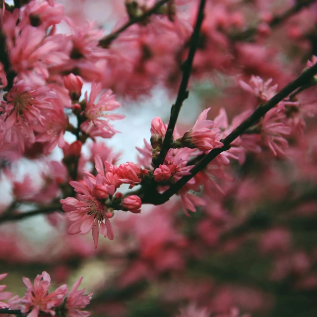 pink flowers grow on the nches of trees