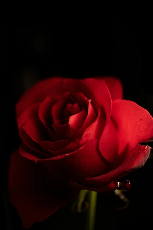 an extremely bright red rose in a dark room