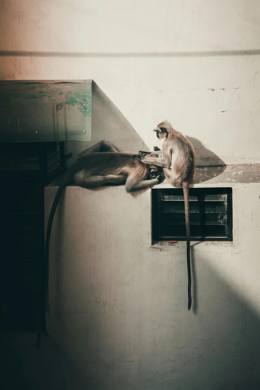 two monkeys sitting on a wall next to a window