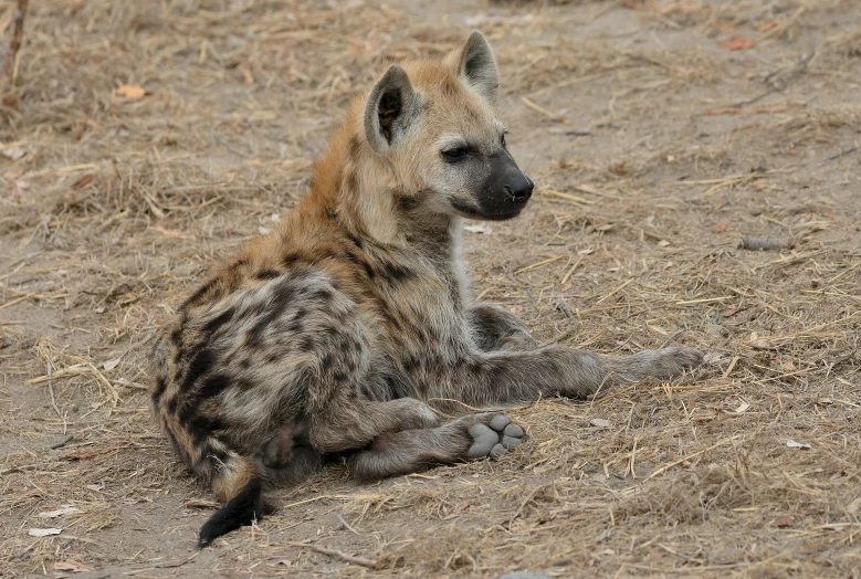 a young hyena in the wild sitting down