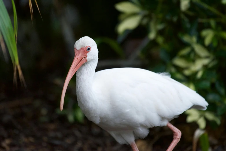 a white long - legged bird with an orange beak is standing