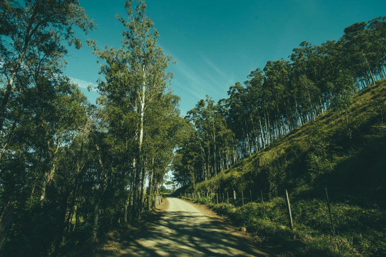 this is an image of a view of a dirt road