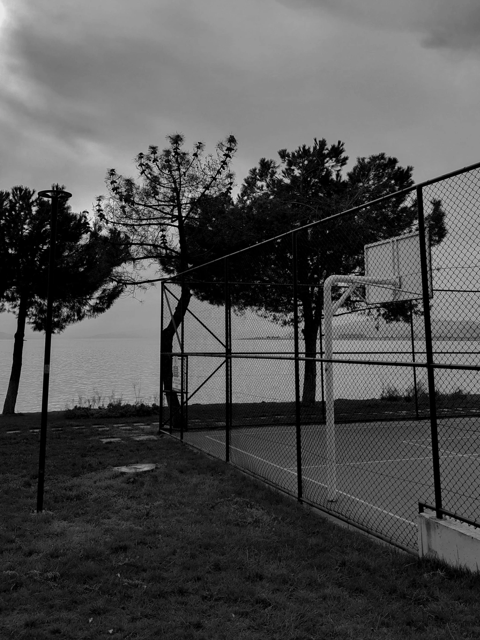 trees behind chain link fence on cloudy day