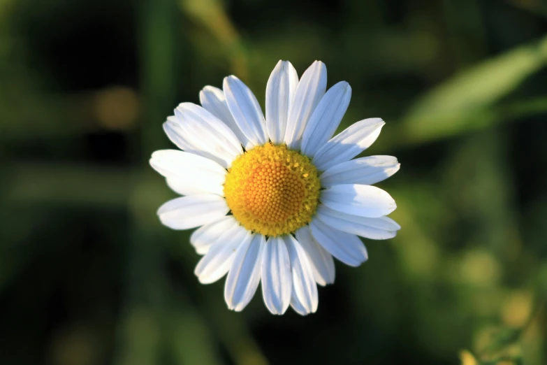 a flower that is sitting in a field