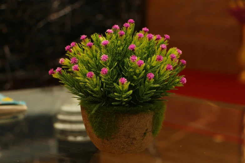 a potted plant with a red and yellow flower on top