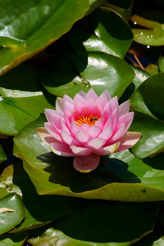 a pink flower sits on top of lily pads