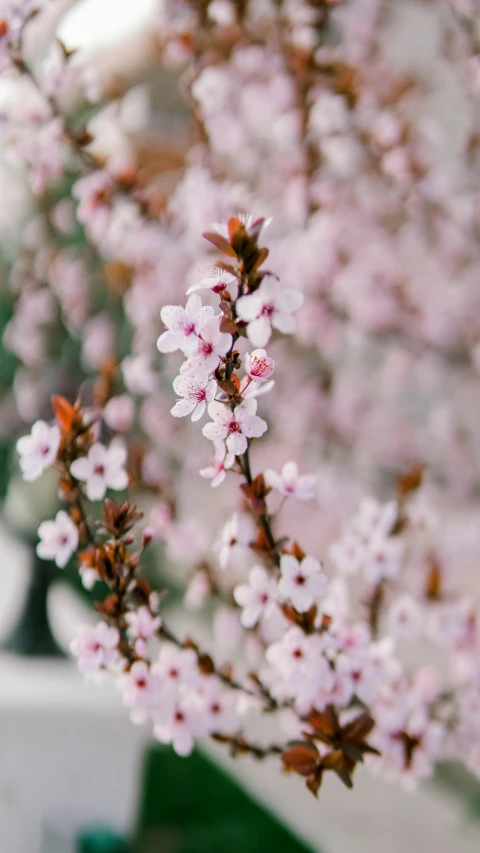 a close up po of pink flowers in a vase