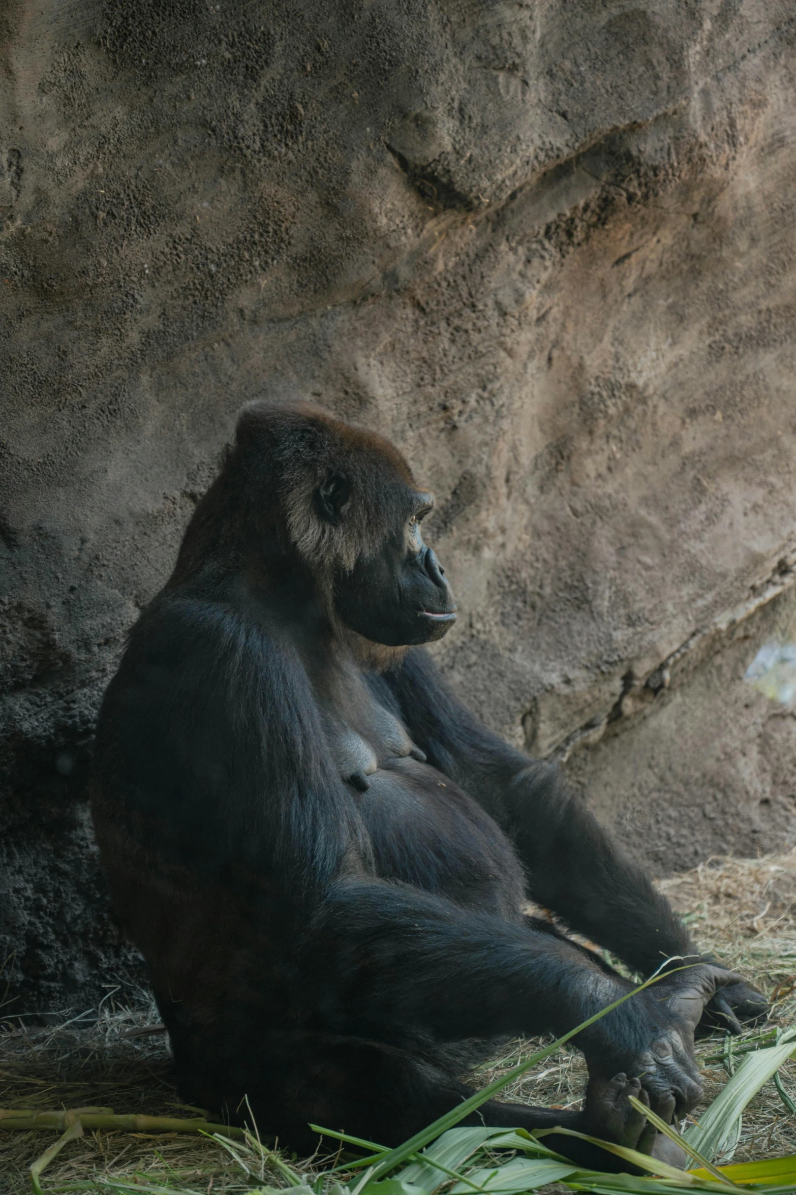 a gorilla is sitting next to a large rock wall